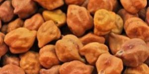 Chickpeas Seed