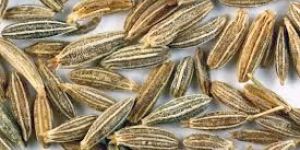 Cumin Seed