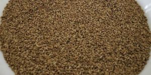 Ajwain