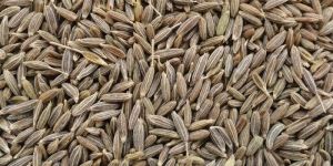 Cumin Seed