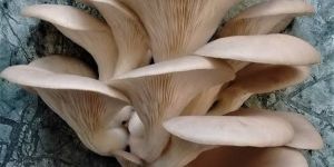 Fresh Organic Oyster Mushroom