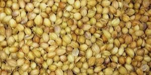 Coriander Seeds