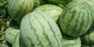Water Melon - Namdhari