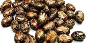 Castor Seeds