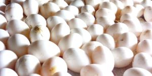 Chicken Egg