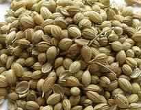 Coriander Seed