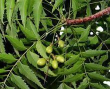 Azadirachta Indica Extract