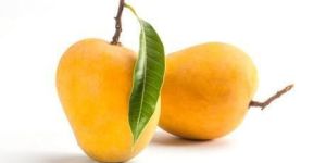 Alponsa Mangoes