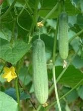 Cucumber