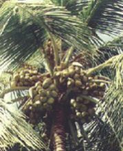 Coconut Plants
