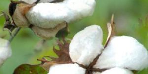 Indian Raw Cotton