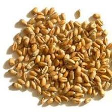 Organic Wheat