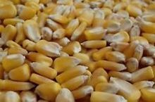 Yellow Corn