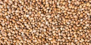 Coriander Seeds