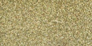 Fennel Seeds