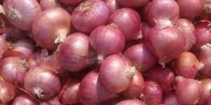 Organic Small Onion