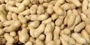 HPS Groundnut Shelled