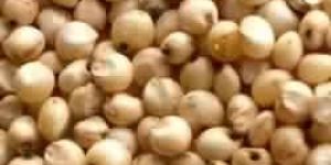 Sorghum