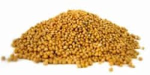 Yellow Mustard Seeds