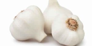 Garlic