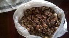 Betel Nuts