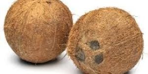 Coconut