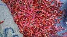 Dry Red Chillies