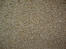 Sesame Seeds