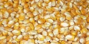 Yellow Corn