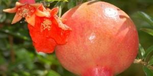 Pomegranate