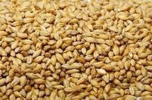 Barley