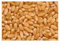Wheat Flour