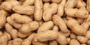 Peanut Seed