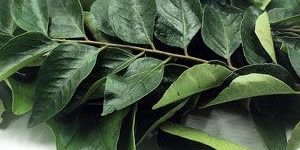 Curry Fresh Leaves