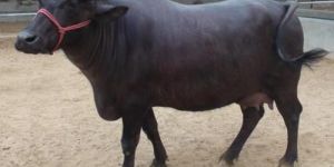 Murrah Buffalo