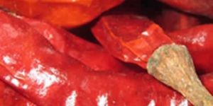 Dry Red Chilli