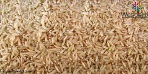 PR11 BROWN RICE