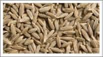 Cumin Seeds