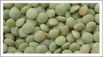 Green Lentil