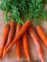 Fresh Carrots