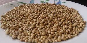 Coriander Seeds