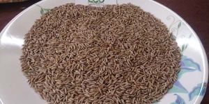 Cumin Seeds