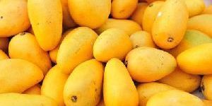 Fresh Benishan Mango