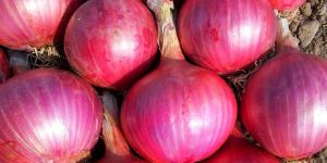 Fresh Organic Red Onion