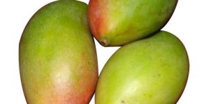 Fresh Rajapuri Mango