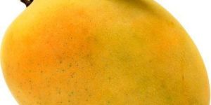 Fresh Yellow Mango