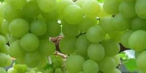 Natural Green Grapes