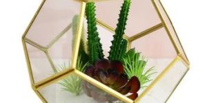 Home Drawing Room Decorative Glass Terrarium