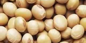 Soybean Seeds