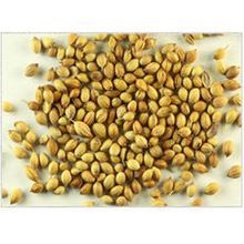 Coriander Seeds